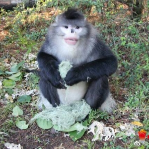 美丽云南·穿越自然保护区——走进云龙天池：割舍不断的“人猴情缘”