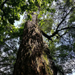 美丽云南·穿越自然保护区——走进云龙天池： 天池保护区两棵“树王”被热捧