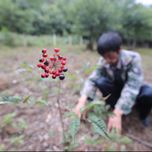 美丽云南·穿越自然保护区——走进云龙天池： 林下生态产业成为哨上村 “钱景”