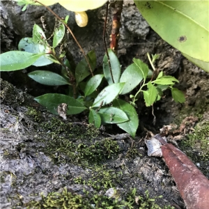 美丽云南·穿越自然保护区——走进云龙天池：一树多物种的奇观比比皆是