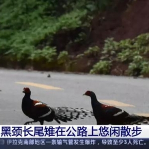 “国保”“国保”，你竟然就这样悠闲地压马路~