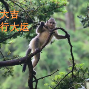 天池管护局恭贺新禧