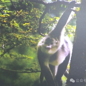 厉害哦！云龙县红领巾讲解员!